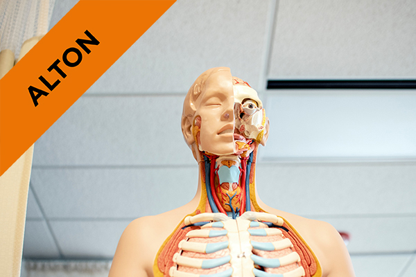 a biological model of the human body