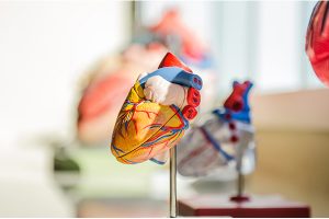 a biological model of the human heart