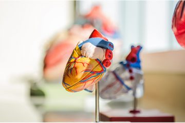 a biological model of the human heart