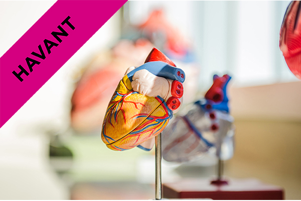 a biological model of the human heart