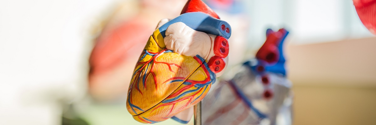 a model of a human heart