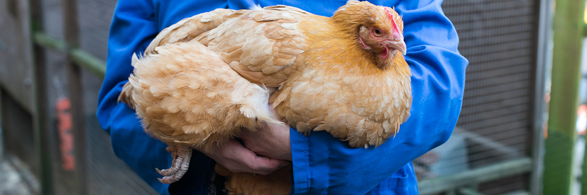 student holding a chicken