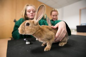 student holding a rabbit