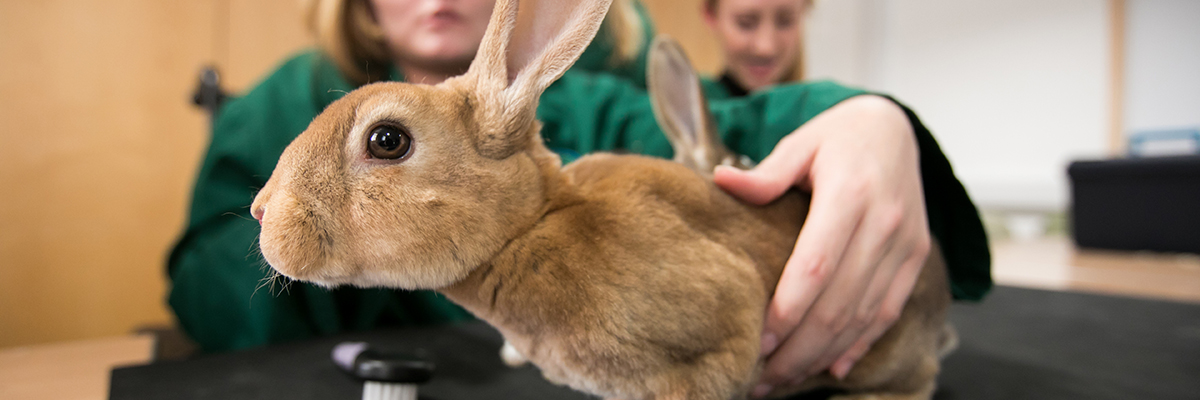 student holding a rabbit
