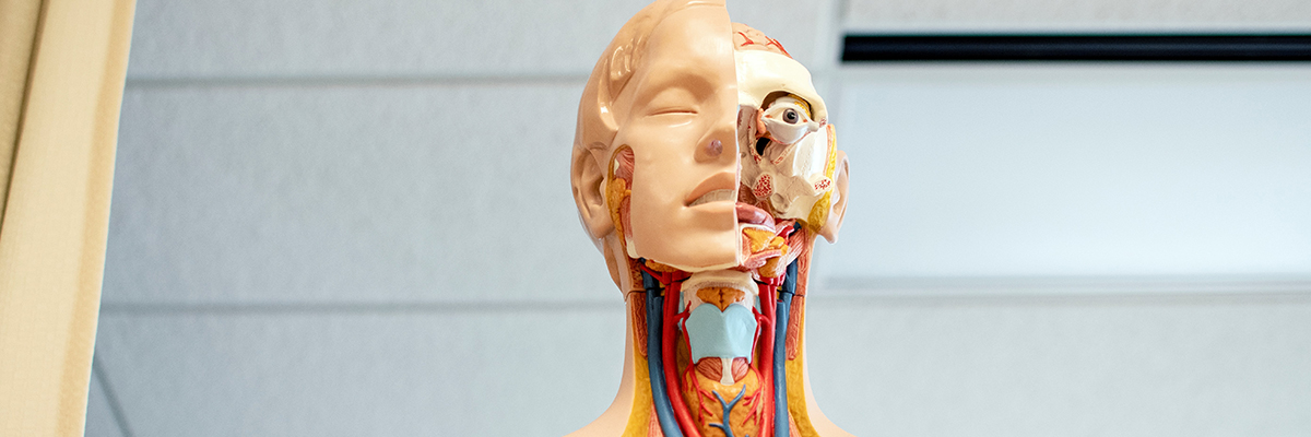 a life size model of a human body