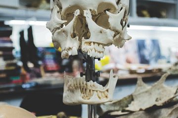 close up of a skull