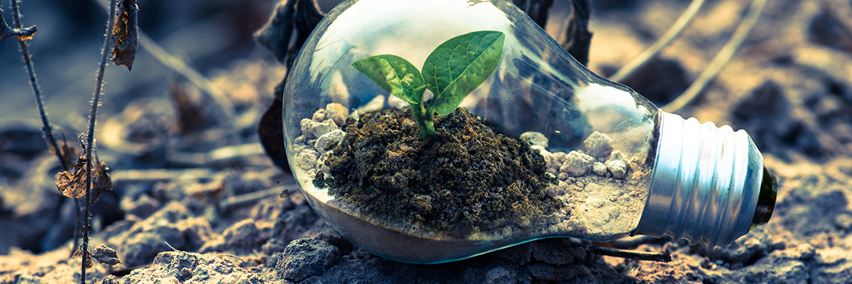 plant growing inside a lightbulb