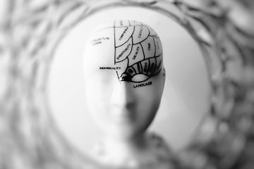 a model of the human head with parts of the brain labelled