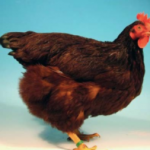 rhode island red chicken