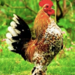 Sablepoot chicken