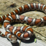 a snake
