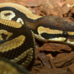 a snake