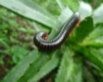 African Black Train Millipede