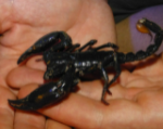 Asian Forest Scorpion