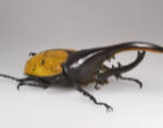 Egyptian Predator Beetle