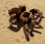 Mexican Red Kneed Tarantula