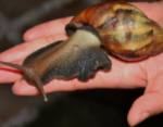 Giant African Land Snail