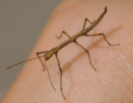 Indian Stick Insect