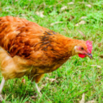 a chicken