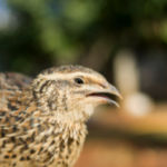 a bird
