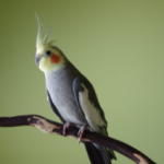 a bird sitting on a branch
