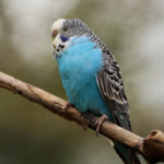 a bird sitting on a branch