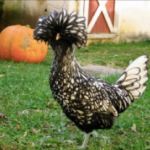 polish chicken