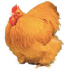 orpington chicken
