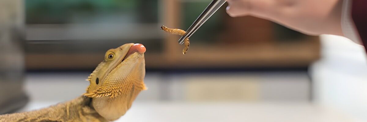 Closeup of lizard being fed by hand.