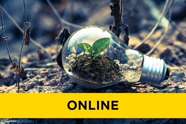 plant growing inside a lightbulb on soil outside