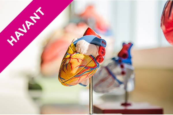 a biological model of the human heart
