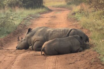 A picture of a pair of Rhinos lying on a path, from a HSDC Safari Trip.